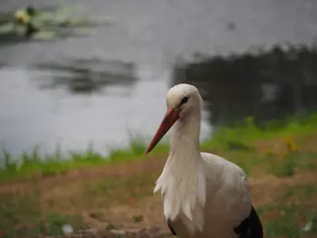 Kasteeltuinen Arcen (Nederland)